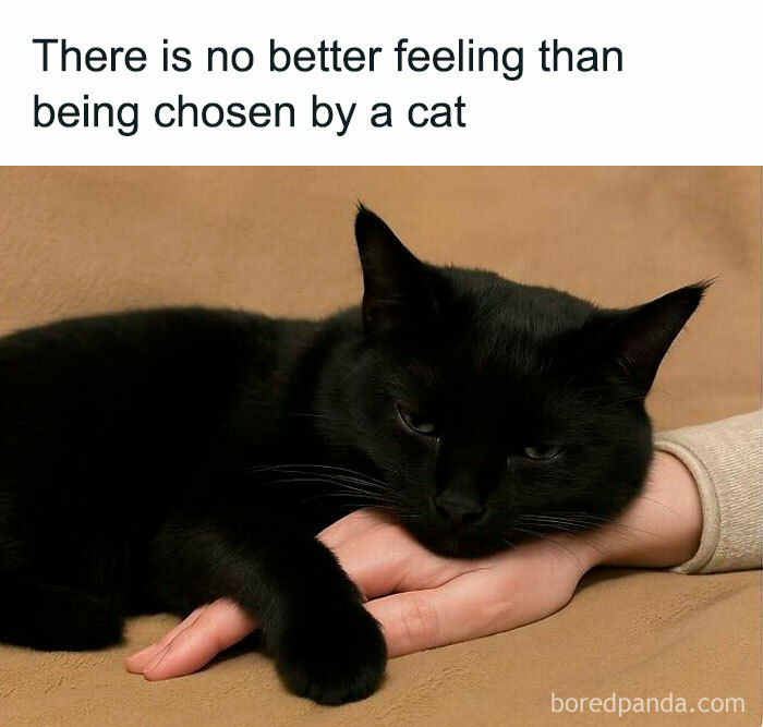 Black cat resting its head and paw on a person's hand, illustrating wholesome memes about being chosen by a cat.