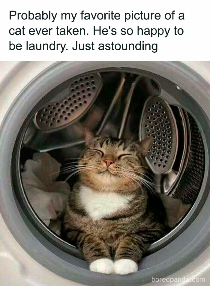 Happy cat sitting inside a washing machine surrounded by laundry, featured in wholesome memes to send to favorite people.