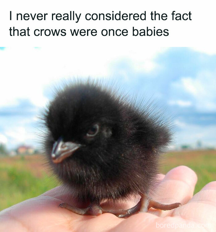 Fluffy black baby crow resting on a hand with text about crows once being babies, wholesome memes concept.
