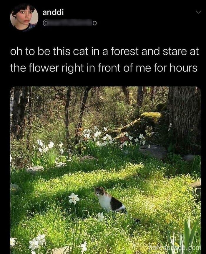 Cat sitting peacefully in a forest surrounded by flowers, capturing the essence of wholesome memes and nature calmness.
