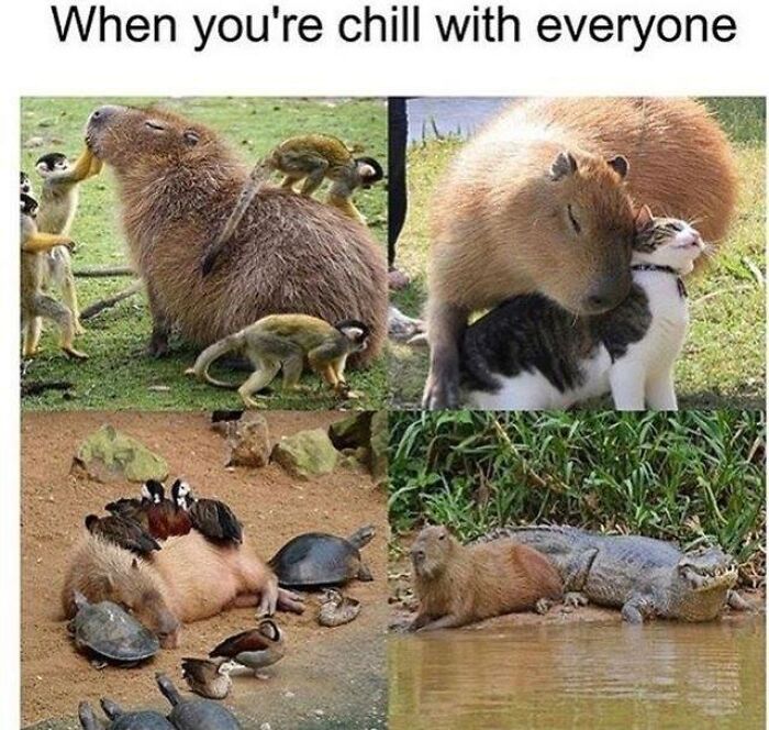 Animals peacefully interacting in wholesome memes showing calm and friendly moments with different species together.