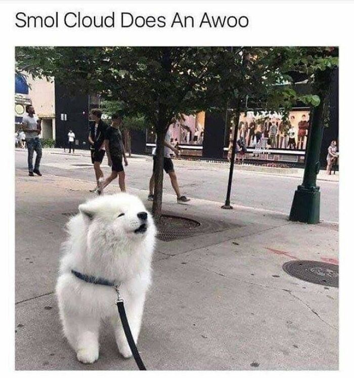 Fluffy white dog on leash looks happy on city sidewalk, a wholesome meme perfect to share with favorite people.