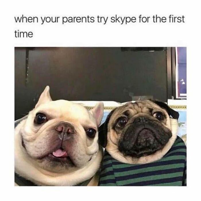 Two dogs with curious expressions, humorously illustrating wholesome memes about parents trying Skype for the first time.