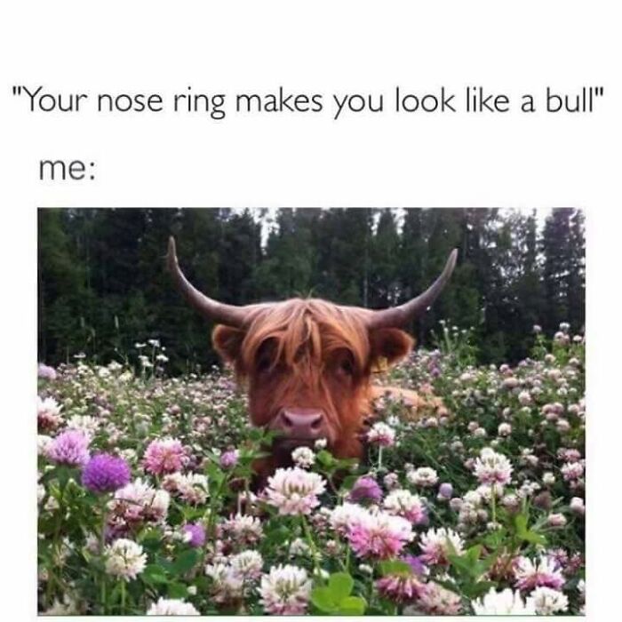 Humorous wholesome meme showing a bull in a flower field responding to a nose ring joke.