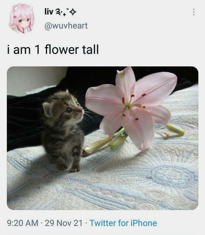Kitten next to a large flower, captured in a wholesome meme perfect for sharing with favorite people.