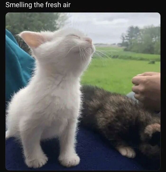 White kitten with eyes closed smelling fresh air outdoors, pictured in a wholesome meme perfect for sharing with favorite people.