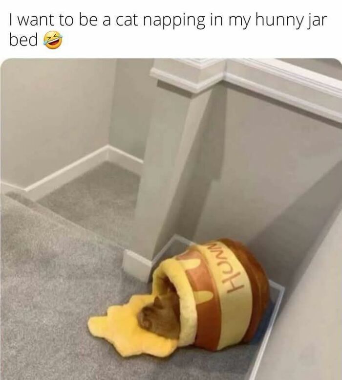 A cat napping inside a cozy hunny jar bed with plush yellow spill, a wholesome meme for favorite people.