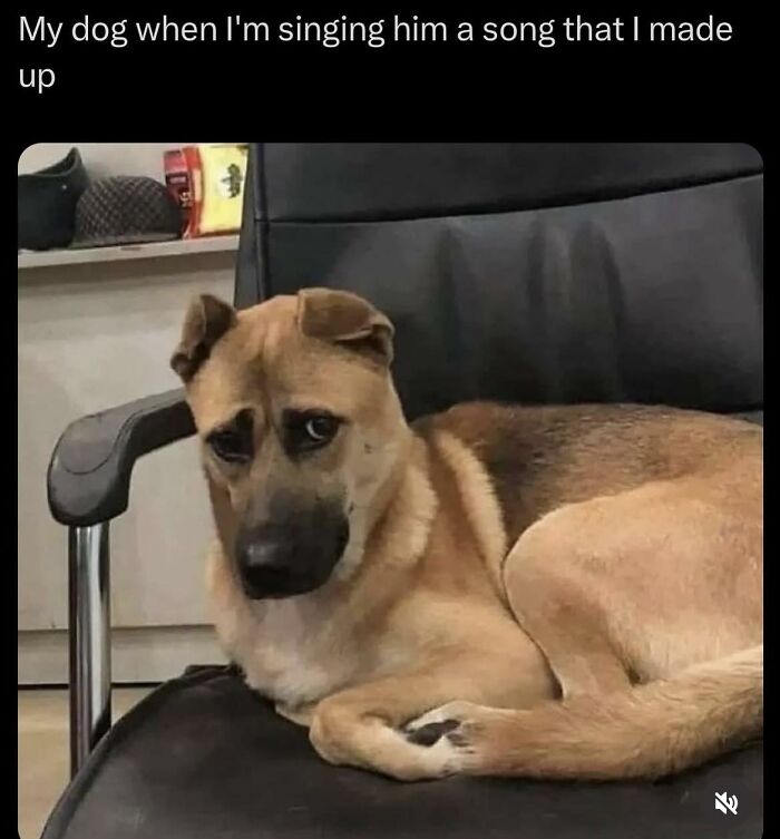 Dog looking sideways with a skeptical expression, lying on a black chair, in a wholesome meme for favorite people.