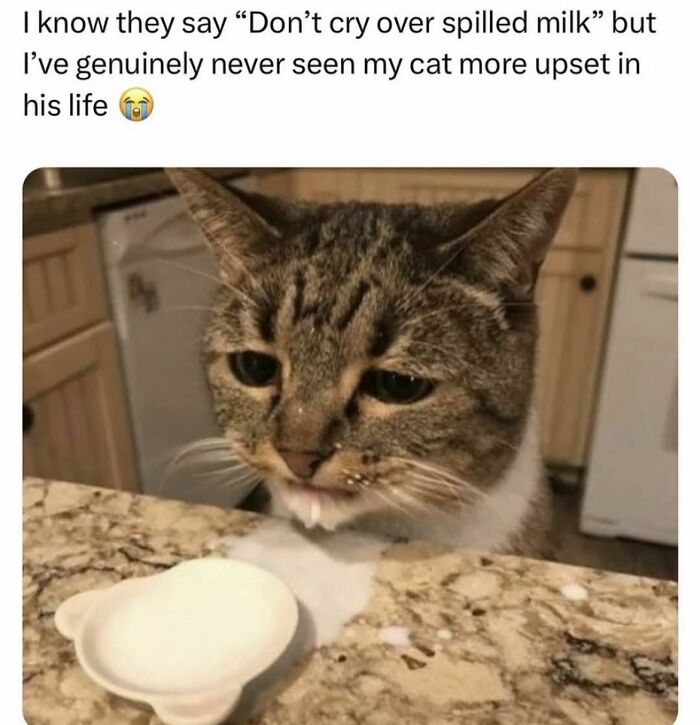 Upset cat with spilled milk on the counter, illustrating a wholesome meme about pets and emotions.