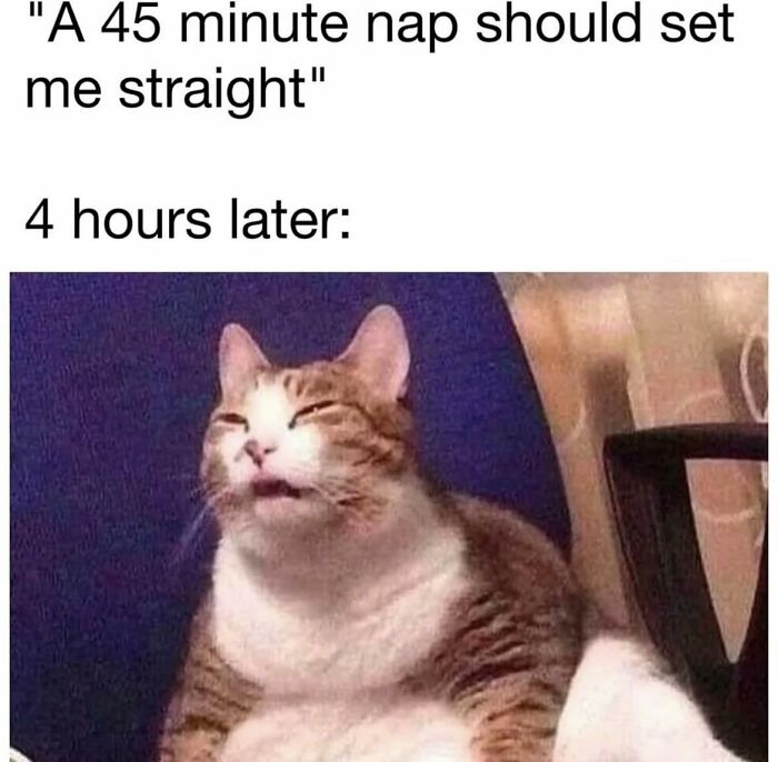 Cat looking sleepy and dazed four hours after planning a short nap, a wholesome meme for favorite people.