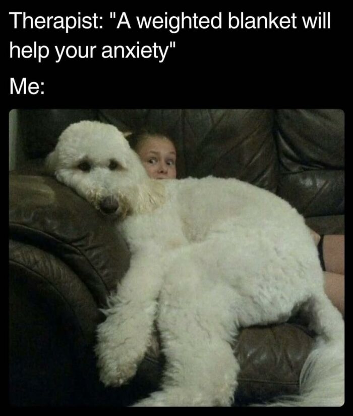 Person hiding behind large fluffy white dog on couch, illustrating a wholesome meme about anxiety relief with weighted blanket.