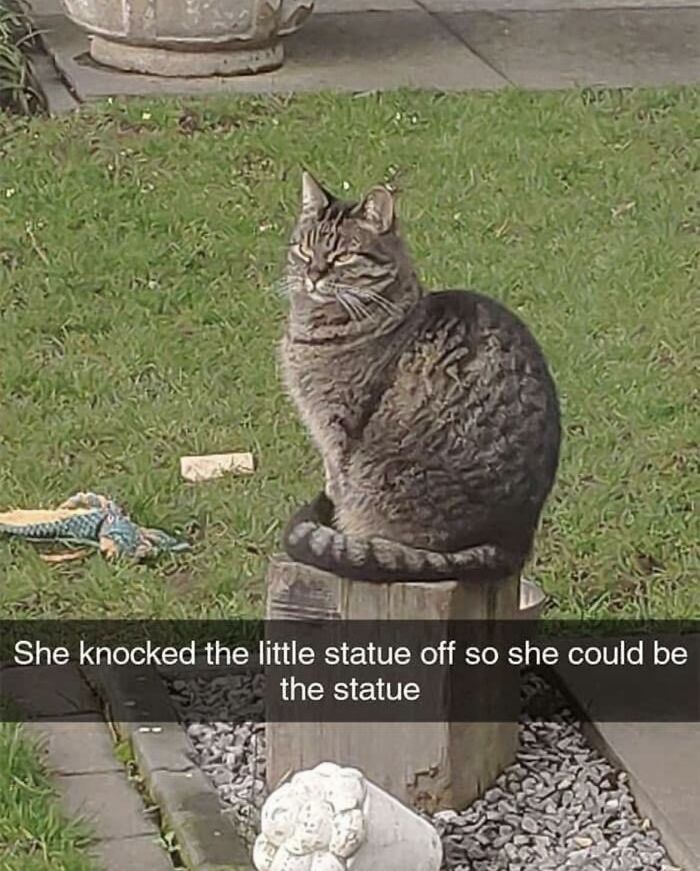 Tabby cat sitting on a wooden stump in a garden, caption highlights a wholesome meme about the cat becoming the statue.