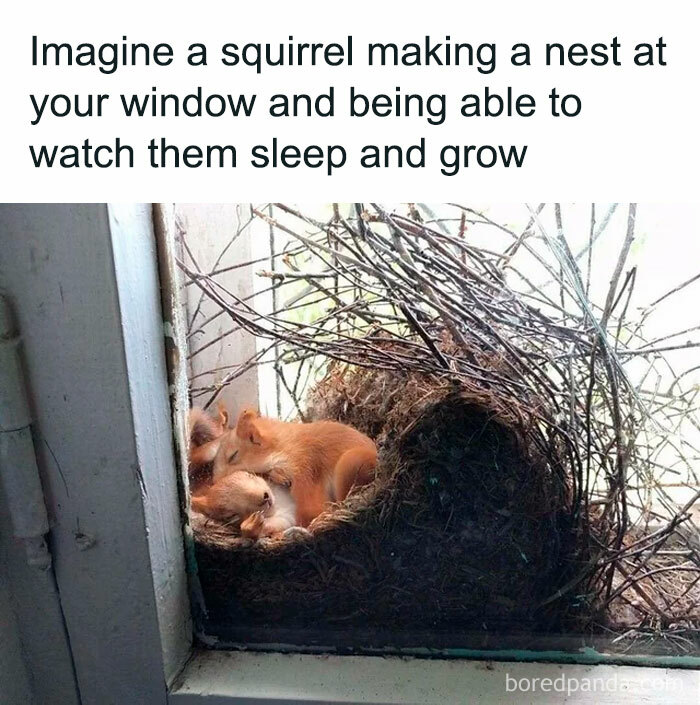 Squirrels sleeping peacefully in a nest outside a window, capturing a wholesome moment for favorite people memes.