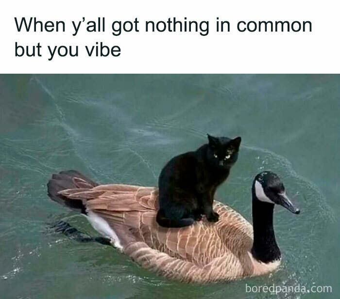 Cat sitting on a goose swimming in water, illustrating relatable energy and funny vibes between unlikely friends.