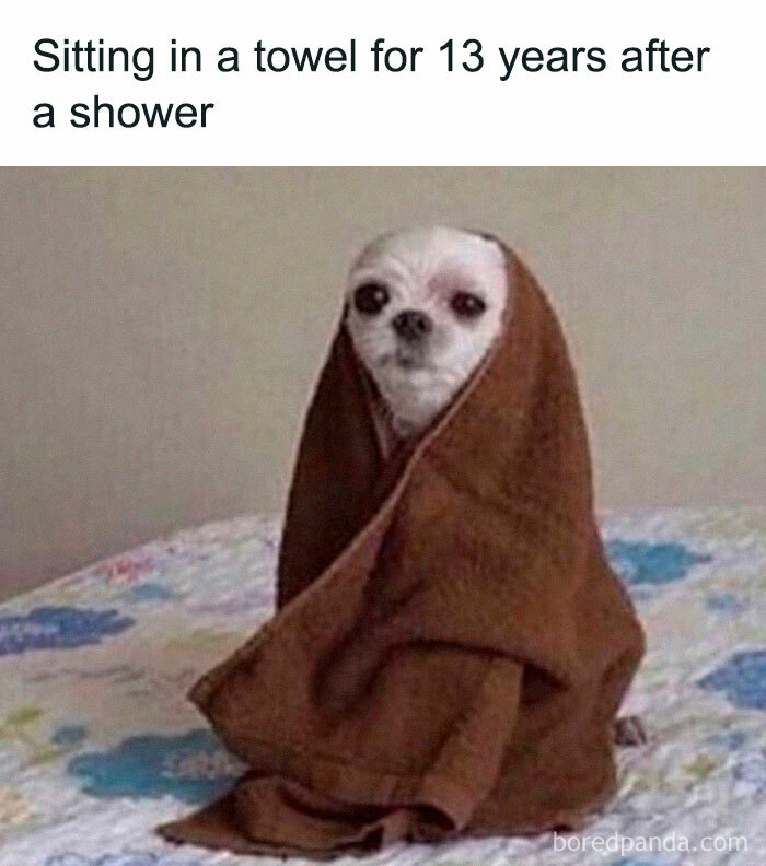 Small dog wrapped in a brown towel sitting on a bed, perfectly capturing relatable energy in a hilarious meme moment.