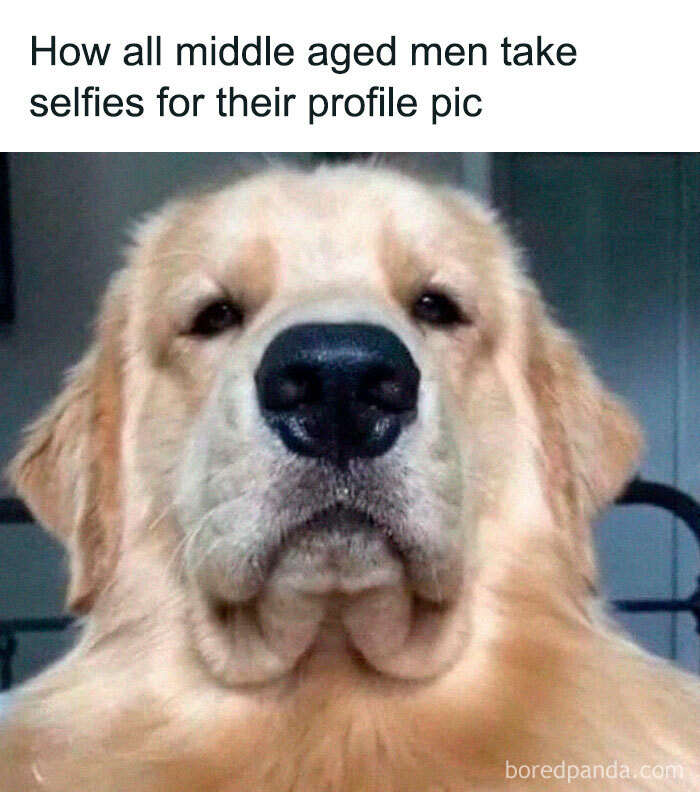 Close-up of a golden retriever with a serious expression, capturing relatable energy in a humorous meme style.