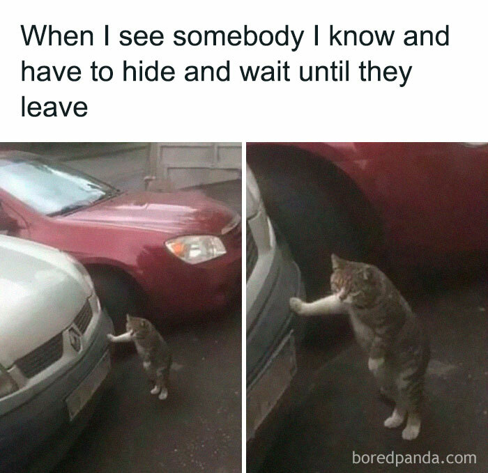 Cat standing on two legs, hiding behind a car, relatable energy moment of avoiding someone and waiting for them to leave.