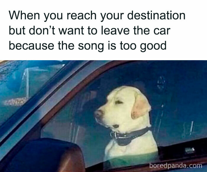 Dog sitting in car looking content with relatable energy meme about not wanting to leave because the song is too good