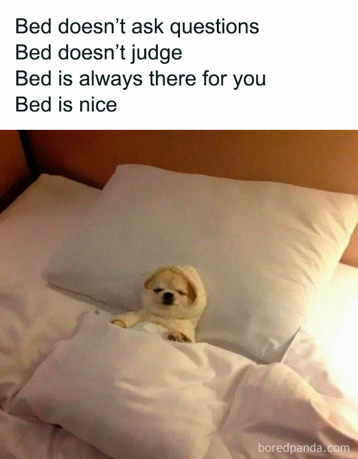 Small dog tucked comfortably in bed with text about bed being non-judgmental, showing relatable energy humor.