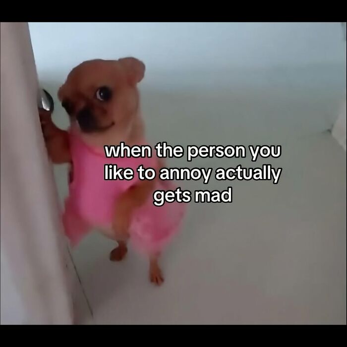 Small dog wearing pink outfit with text about annoying and getting mad, illustrating relatable memes capturing the chaos of navigating today.