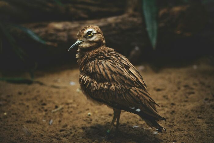 A small brown bird with patterned feathers standing on sandy ground, related to dinosaur facts and evolution.