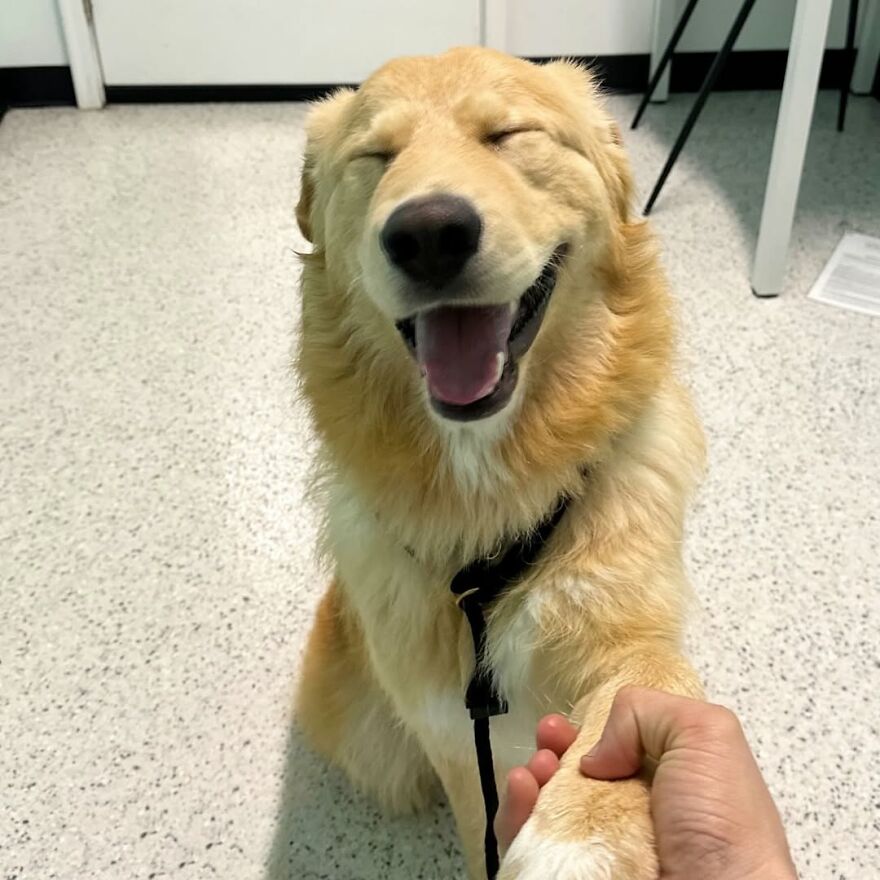 Happy rescue dog joyfully shaking hands with its owner, showing a heartwarming reunion moment indoors.