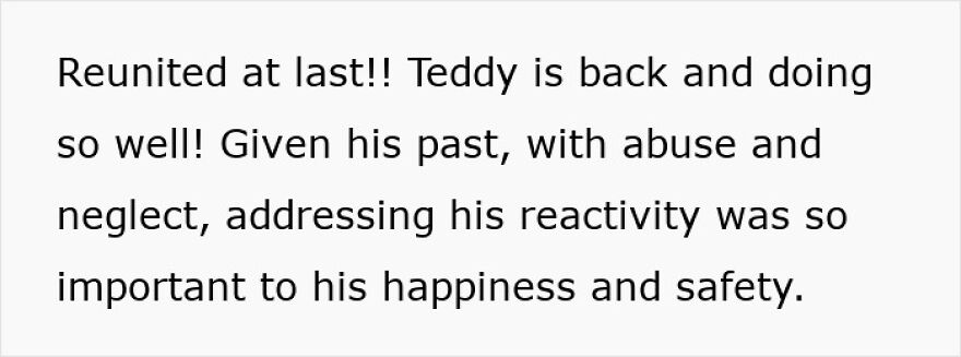 Rescue dog Teddy reunited with owner, overcoming past abuse and neglect to find happiness and safety.