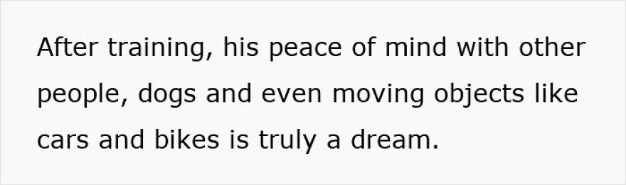 Rescue dog showing peace of mind around people, dogs, and moving vehicles after training for a calm and safe experience.