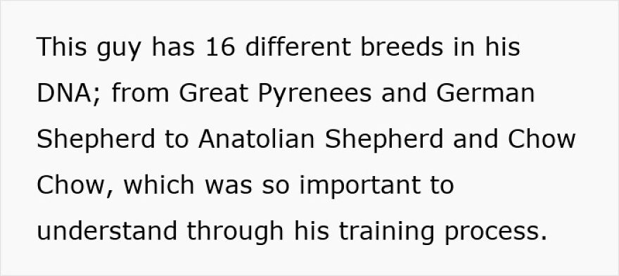 Rescue dog with mixed breeds joyfully reuniting with its owner, capturing an emotional and heartwarming moment.