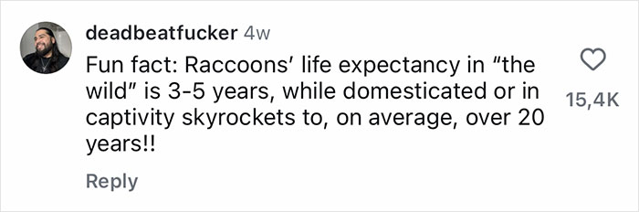 Comment about raccoons' life expectancy in the wild versus captivity, highlighting facts about gentle giant raccoon dads.
