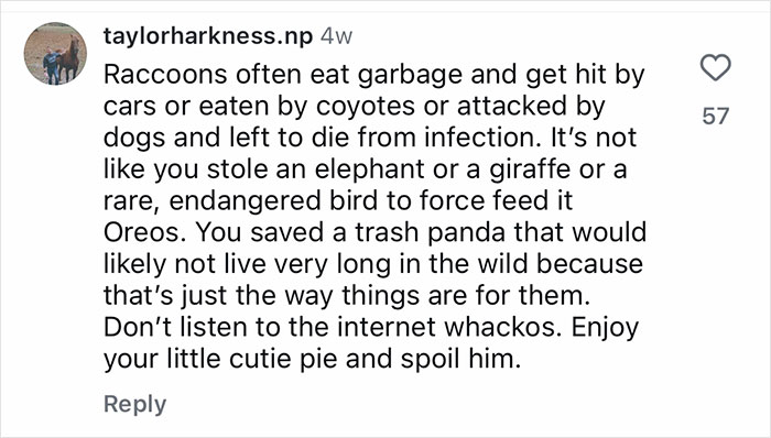 Comment about a gentle giant who became a dad to an orphaned baby raccoon, highlighting care and rescue efforts.