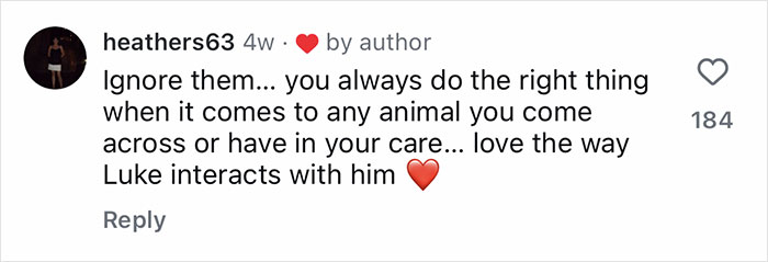 Comment praising gentle giant who became a dad to an orphaned baby raccoon, highlighting loving interaction.