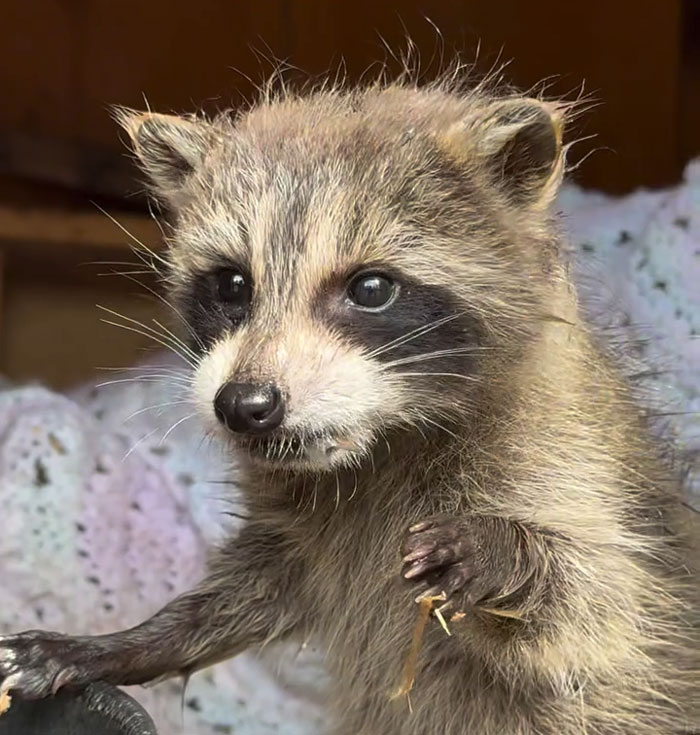 Adorable baby raccoon with bright eyes and soft fur being cared for by a gentle giant dad figure.