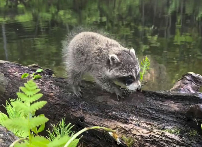 Adorable baby raccoon exploring a log near water, capturing the gentle giant who turned into a dad for an orphaned raccoon.