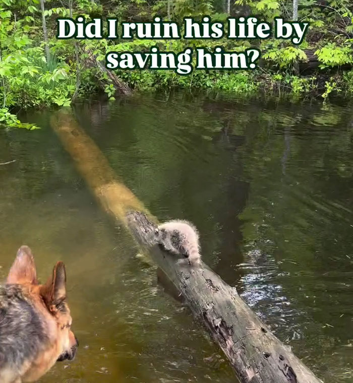 Gentle giant dog watching over an orphaned baby raccoon resting on a log near the water in a forest setting.