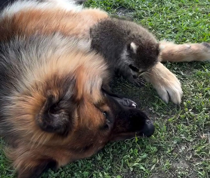 Gentle giant dog lying on grass with an orphaned baby raccoon nestled close showing tender care and affection.