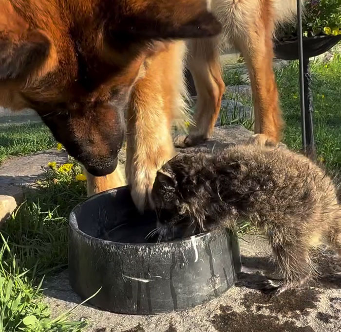 Gentle giant dog gently watching over an orphaned baby raccoon drinking water from a bowl outdoors.