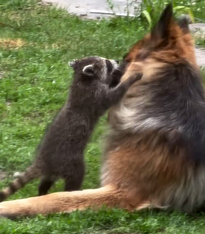 Gentle giant dog with an orphaned baby raccoon playing together on green grass outdoors.