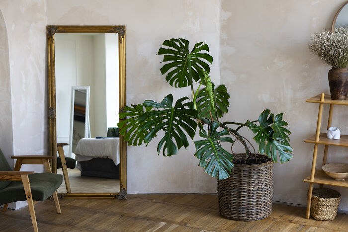 Indoor potted plant near a large vintage mirror and wooden furniture, creating a cozy abandoned explorers vibe.