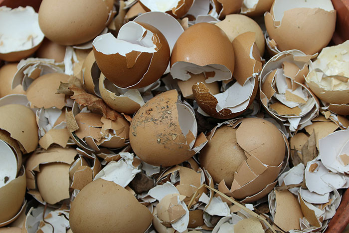 Broken brown eggshells piled together, symbolizing chaos caused by kids despite requests for roomie to watch them. Broken brown eggshells piled together, symbolizing chaos caused by kids despite requests for roomie to watch them.