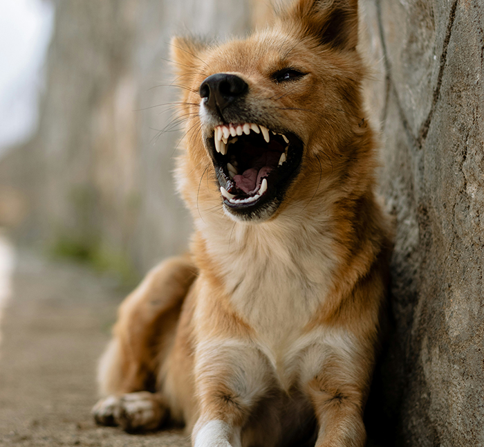 Aggressive dog baring teeth and snarling while lying down near a concrete wall, evoking disturbing deathbed confessions theme.