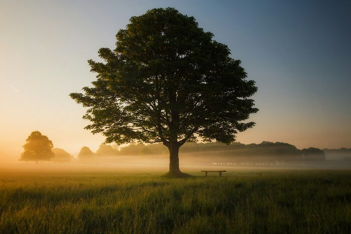 Large tree in a misty field at sunrise, evoking peacefulness and reflection on theories about the afterlife.