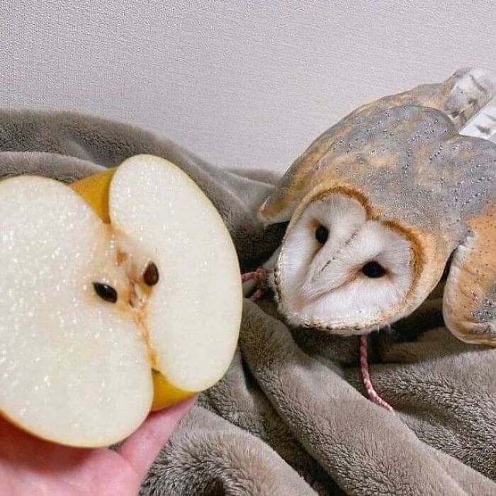 Barn owl next to a hand holding a pear cut in half, showcasing a weird animal photo with unusual resemblance.