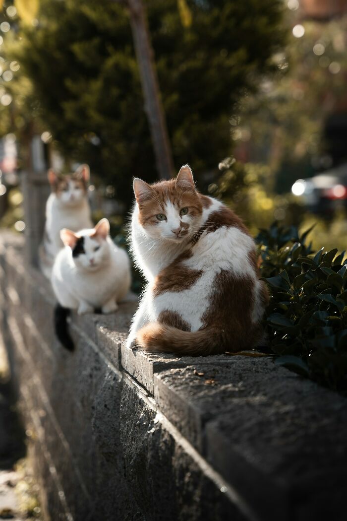Three cats sitting on a stone wall in natural light, illustrating cultural no no actions in your country discussion.