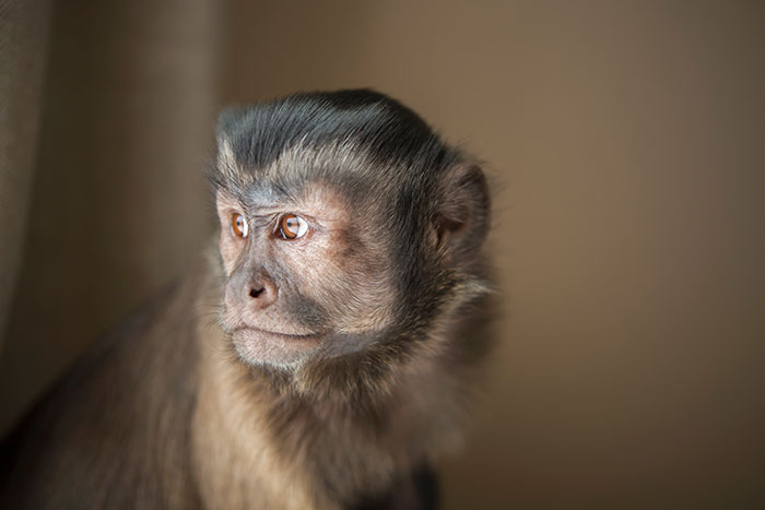 Young monkey with curious expression looking away, illustrating the theme of kids' lies turning unexpectedly real.