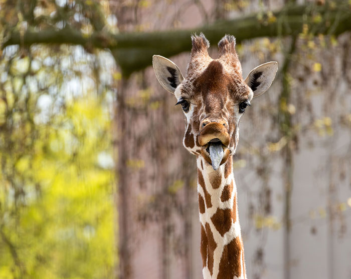 Giraffe sticking out tongue in natural habitat, illustrating funny kids lies that started off silly and got way too real.