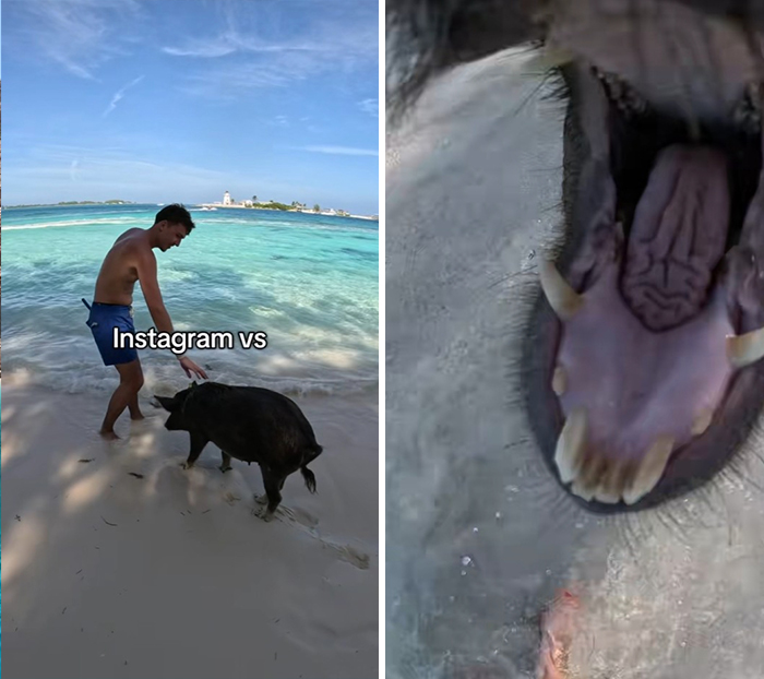 Man interacting with a pig on the beach showing Instagram vs reality travel moments at a tropical location.