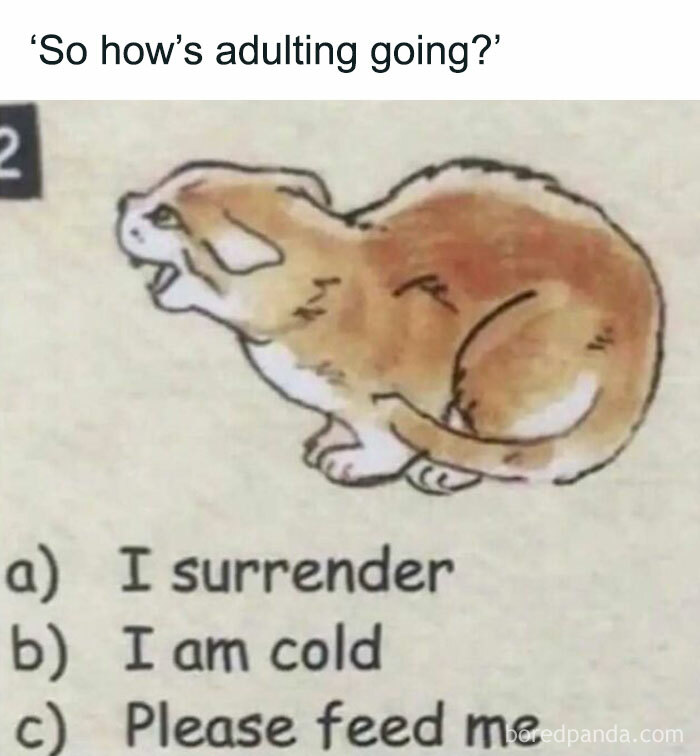 Illustration of a tired cat with text choices humorously describing the struggles of adulting, appealing to intellectual meme lovers.