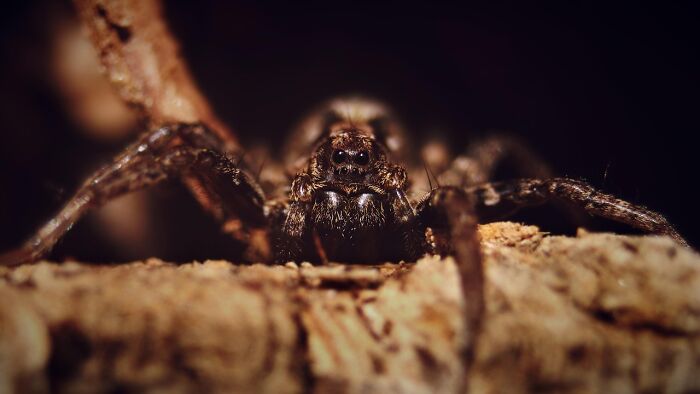 Close-up of a creepy spider hiding among tree bark, capturing the eerie encounters of abandoned explorers.