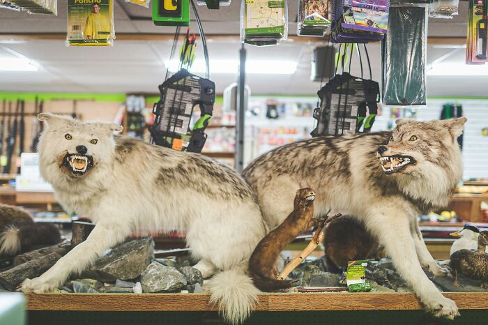 Two taxidermy wolves with bared teeth displayed in a store setting, illustrating hobbies that give netizens the ick.